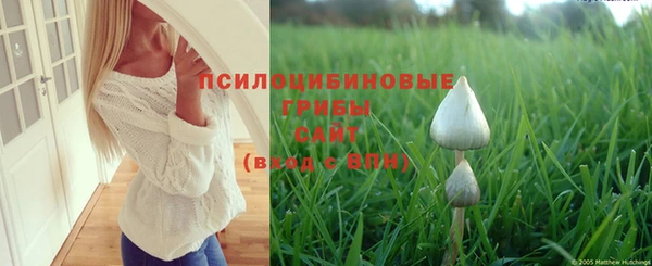 прущие грибы Елизово
